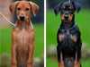 german-pinscher puppies