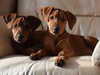 german-pinscher clubs