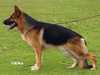 German Shepherd Dog
