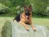 german-shepherd-dog breeders
