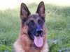 german-shepherd-dog stud-dogs