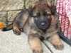 german-shepherd-dog puppies