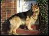 german-shepherd-dog clubs