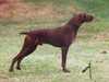 German Shorthaired Pointer