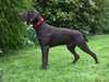 german-shorthaired-pointer breeders