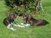 german-shorthaired-pointer puppies