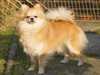 german-spitz-klein breeders