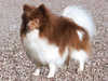 german-spitz-klein owners