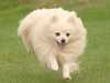 german-spitz-klein stud-dogs