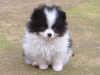 german-spitz-klein puppies