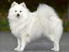 german spitz mittel