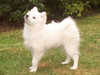 german-spitz-mittel breeders
