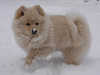 german-spitz-mittel owners