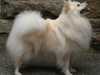 german-spitz-mittel stud-dogs