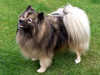 german-spitz-mittel results