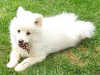 german-spitz-mittel clubs