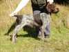 german wirehaired pointer