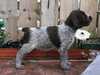 german-wirehaired-pointer puppies