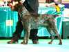 german-wirehaired-pointer clubs