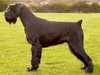 giant schnauzer