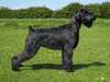 giant-schnauzer breeders