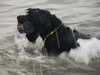 giant-schnauzer owners