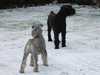 giant-schnauzer stud-dogs