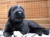 giant-schnauzer puppies