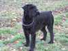 giant-schnauzer clubs