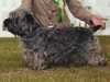 glen of imaal terrier