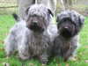 glen-of-imaal-terrier breeders
