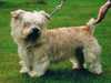 glen-of-imaal-terrier owners