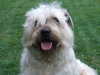 glen-of-imaal-terrier stud-dogs