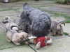glen-of-imaal-terrier puppies