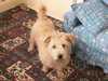 glen-of-imaal-terrier clubs
