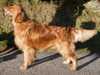 golden-retriever stud-dogs
