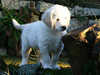 golden-retriever puppies