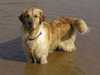 golden-retriever clubs