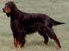 gordon setter