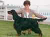 gordon-setter breeders