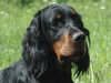 gordon-setter owners