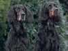 gordon-setter stud-dogs