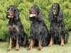 gordon-setter puppies
