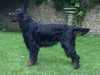 gordon-setter results