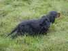 gordon-setter clubs