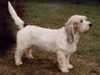 grand basset griffon vendeen