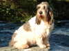 grand-basset-griffon-vendeen breeders