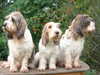 grand-basset-griffon-vendeen owners