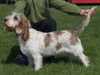grand-basset-griffon-vendeen stud-dogs