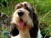 grand-basset-griffon-vendeen puppies